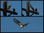 (04) hawk montage.jpg    (1000x740)    213 KB                              click to see enlarged picture